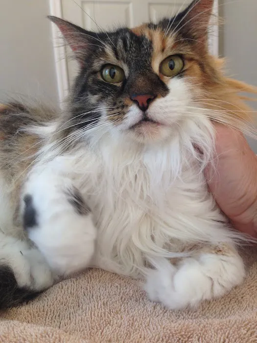 Well Being Medicine for Animals Picture 1