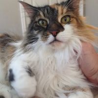 Well Being Medicine for Animals ico