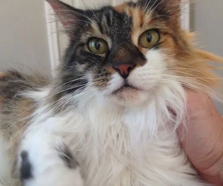 Well Being Medicine for Animals