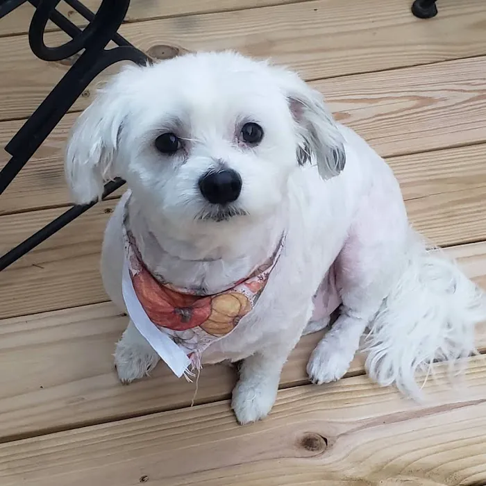 Well Being Medicine for Animals Picture 2