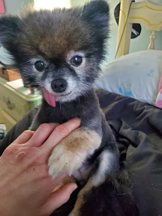 Well Being Medicine for Animals Picture 3