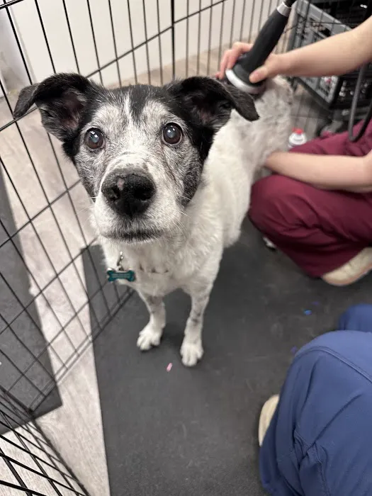 Well Being Medicine for Animals Picture 5