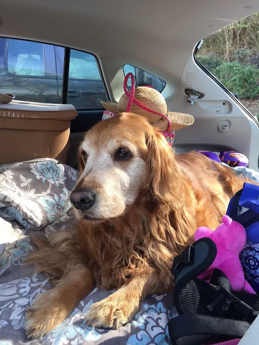 Well Being Medicine for Animals Picture 7