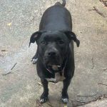 Oporto Animal Clinic