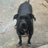 Oporto Animal Clinic ico