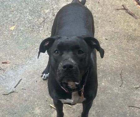 Oporto Animal Clinic