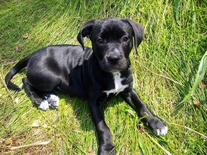 Oporto Animal Clinic Picture 2