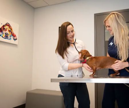 Avondale Animal Hospital