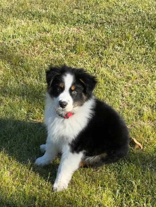 Avondale Animal Hospital Picture 3