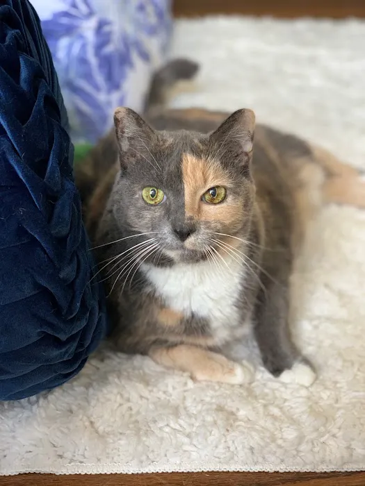 Avondale Animal Hospital Picture 4