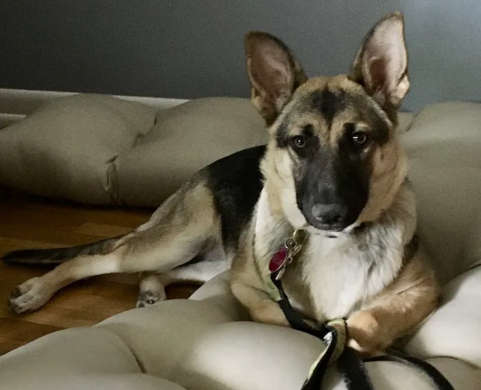 Avondale Animal Hospital Picture 6