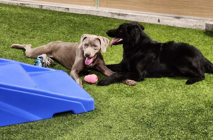 Birmingham Animal Hospital + Resort Picture 2