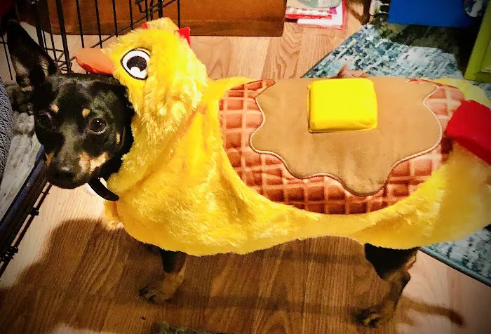 Hoke Animal Clinic Picture 2