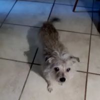 Montclair Animal Clinic ico