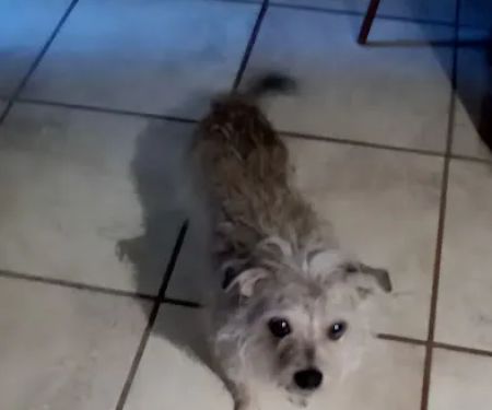 Montclair Animal Clinic