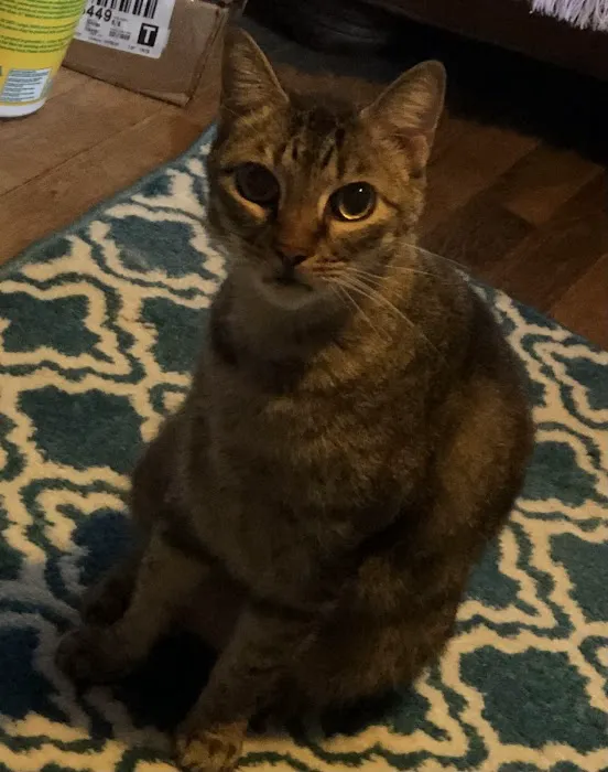 Montclair Animal Clinic Picture 4