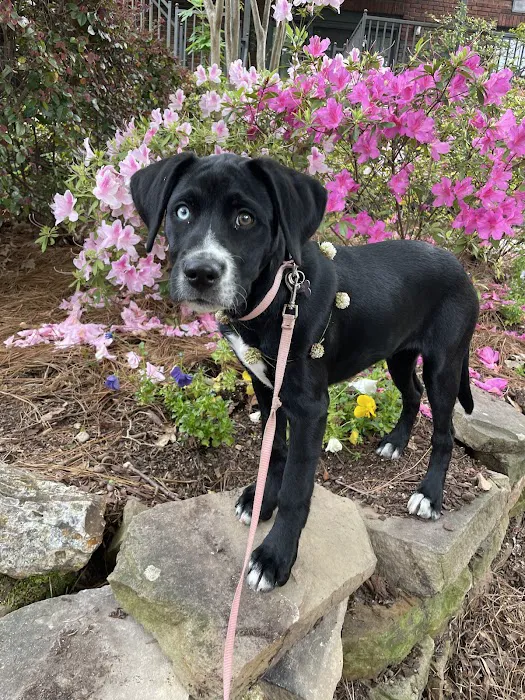 Montclair Animal Clinic Picture 2