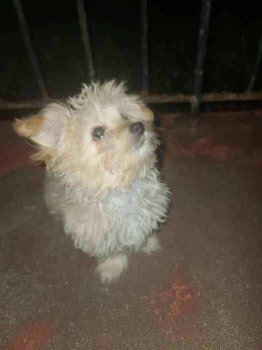 Montclair Animal Clinic Picture 8