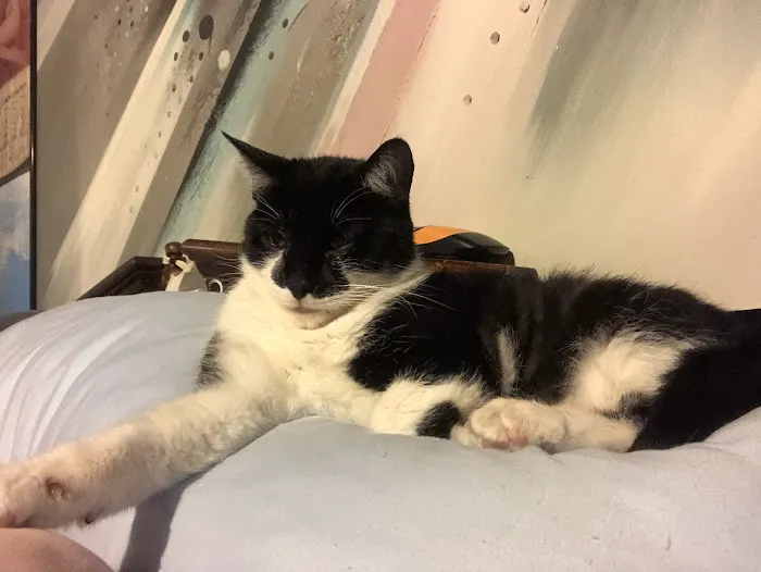 Montclair Animal Clinic Picture 5