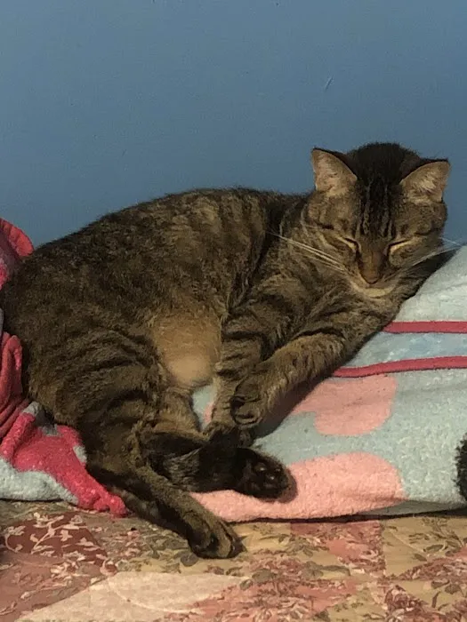 Montclair Animal Clinic Picture 10