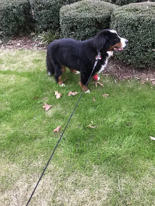 Animal Hospital-Walker Co Inc Picture 3