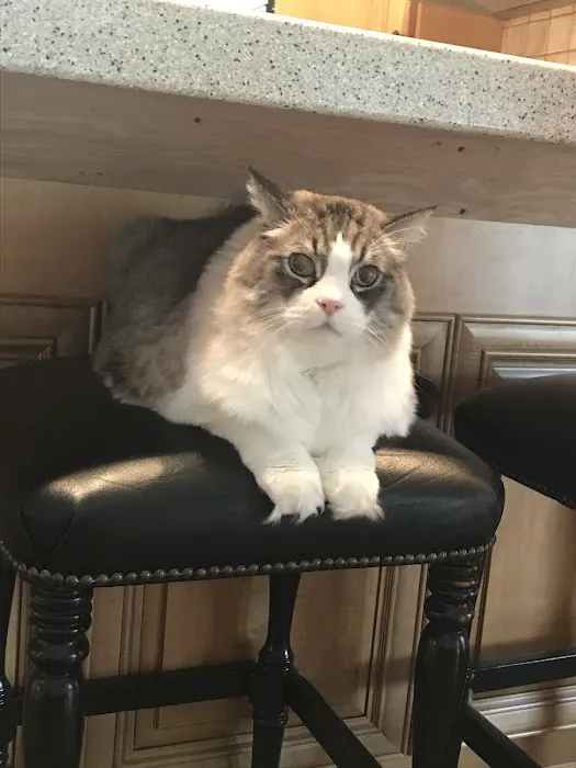 Animal Hospital-Walker Co Inc Picture 1