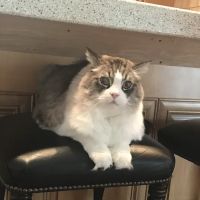 Animal Hospital-Walker Co Inc ico