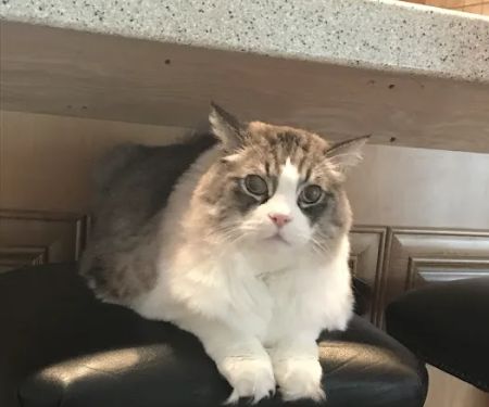 Animal Hospital-Walker Co Inc