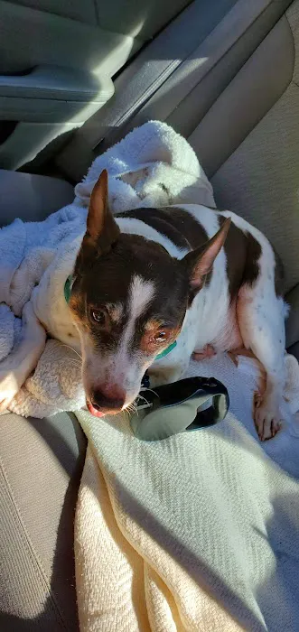 Animal Hospital-Walker Co Inc Picture 2