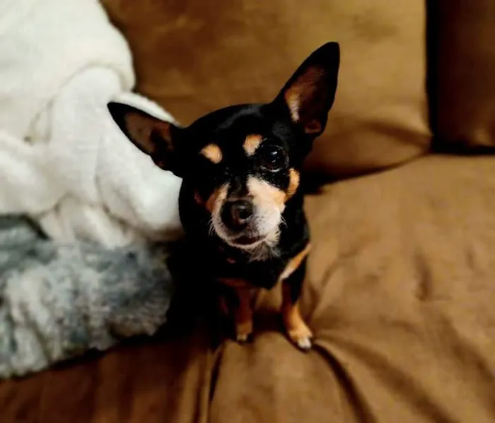 Animal Hospital-Walker Co Inc Picture 6