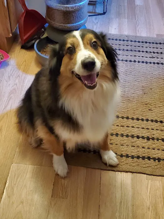 Animal Hospital-Walker Co Inc Picture 7