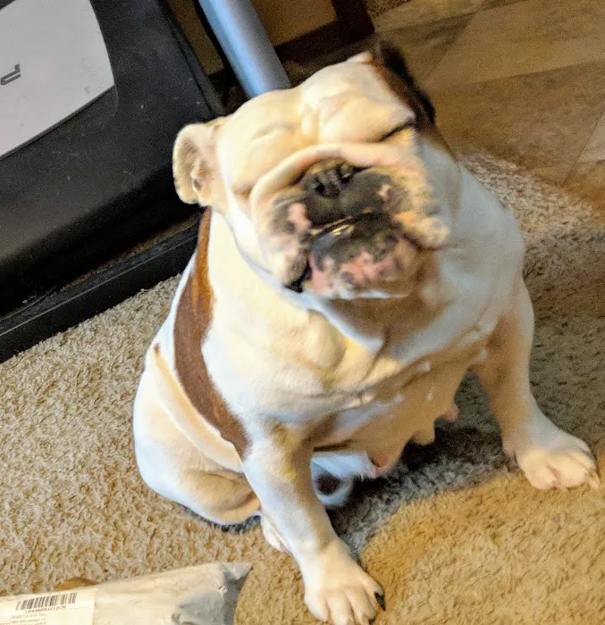 Animal General Inc. Picture 5