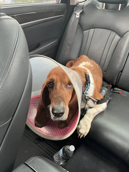 Animal General Inc. Picture 6