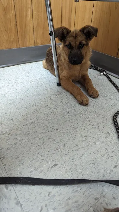 Animal General Inc. Picture 3