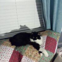 Animal General Inc. ico