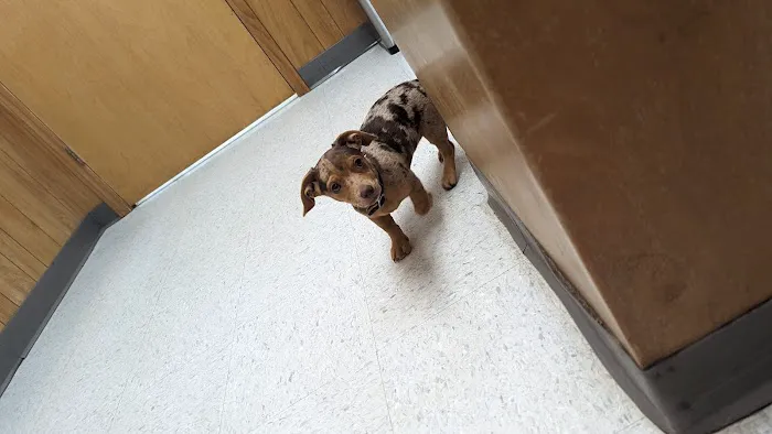 Animal General Inc. Picture 2