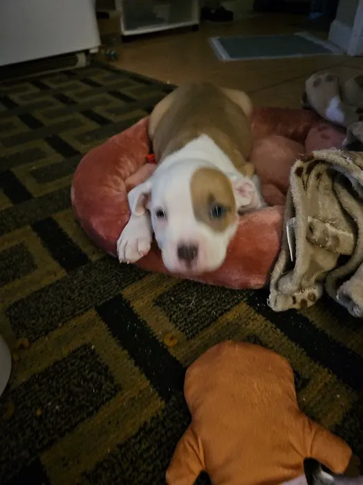 Animal General Inc. Picture 4