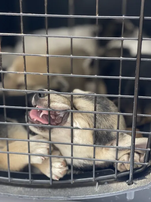 Animal General Inc. Picture 9