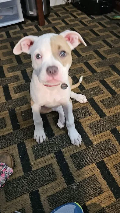 Animal General Inc. Picture 7