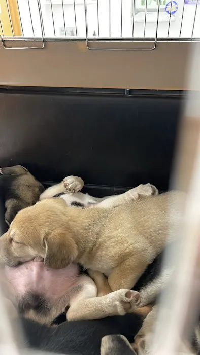 Animal General Inc. Picture 10