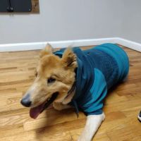 Jasper Veterinary Clinic ico