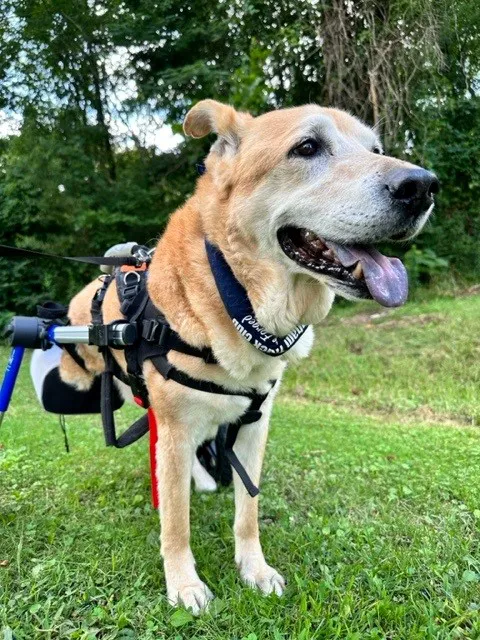 Sound Animal Rehabilitation and Fitness Picture 2