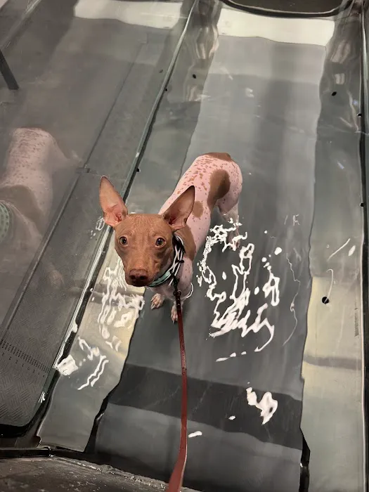 Sound Animal Rehabilitation and Fitness Picture 3