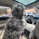 Sound Animal Rehabilitation and Fitness