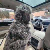 Sound Animal Rehabilitation and Fitness ico