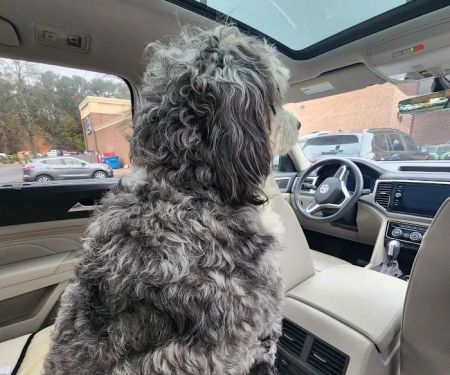 Sound Animal Rehabilitation and Fitness