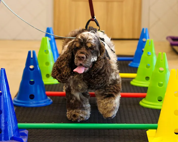 Sound Animal Rehabilitation and Fitness Picture 6