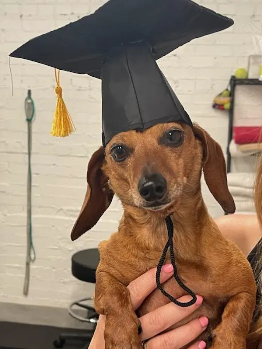 Sound Animal Rehabilitation and Fitness Picture 7