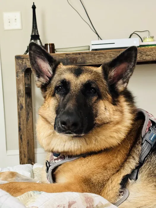 Sound Animal Rehabilitation and Fitness Picture 5