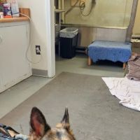 Cardiac Evaluations ico